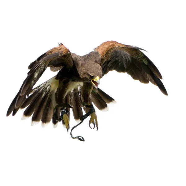 Harris 's Hawk (18 месяцев) ) — стоковое фото