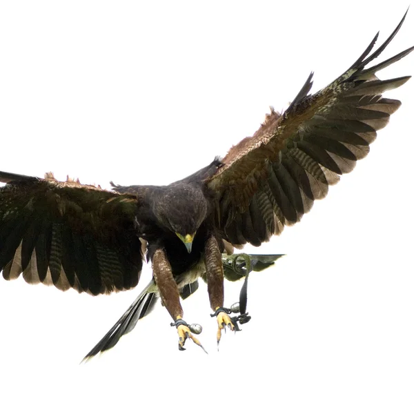 Harris's Hawk (18 months) — Stock Photo, Image