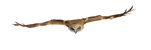 New Zealand owl (3 years) — Stock Photo, Image