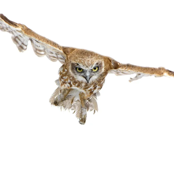New Zealand owl (3 years) — Stock Photo, Image