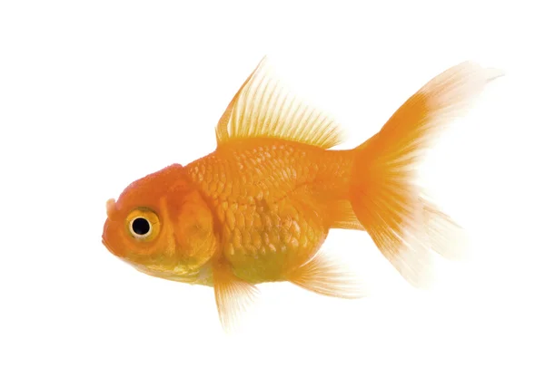 Złota rybka — Zdjęcie stockowe