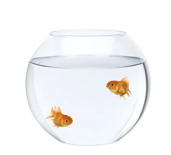 Två goldfish simma i fisk skål framför vit bakgrund — Stockfoto