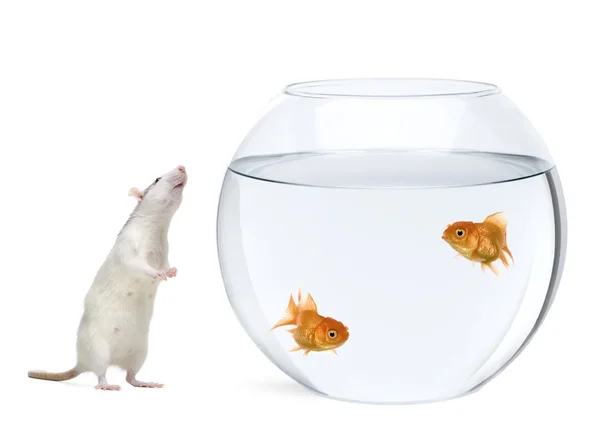 Two goldfish swimming in fish bowl and rat smelling nearby — Stock Photo, Image