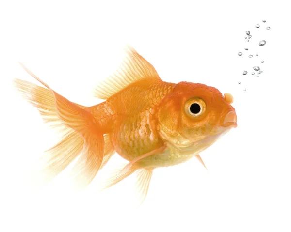 Goldfisch — Stockfoto