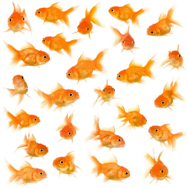 stock image Group of goldfishes
