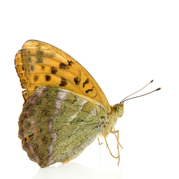 Stříbrná umyl fritillary motýl — Stock fotografie