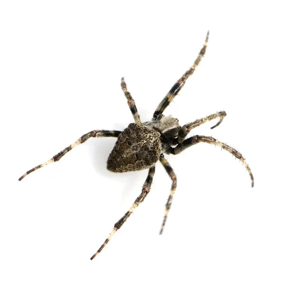 Çalışan örümcek — Stok fotoğraf