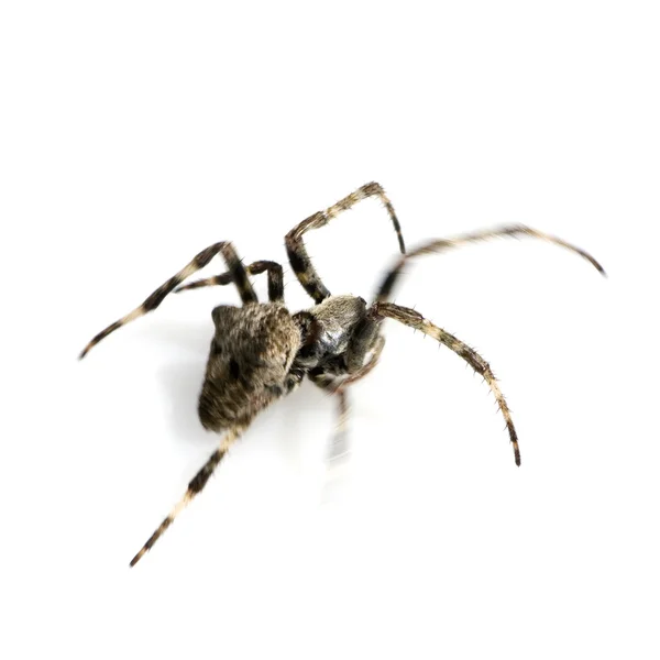 Бег паука — стоковое фото