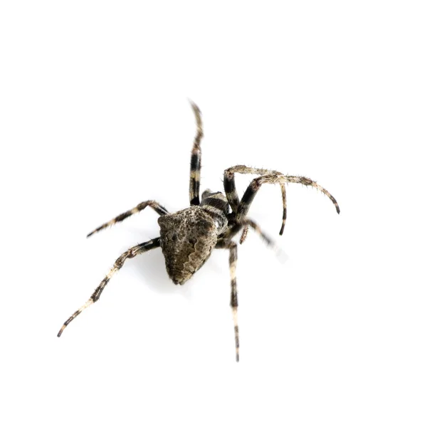 Çalışan örümcek — Stok fotoğraf