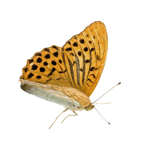 Papillon fritillaire lavé argent — Photo