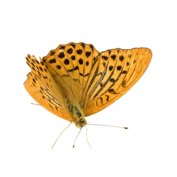 Zilveren gewassen parelmoervlinder vlinder — Stockfoto