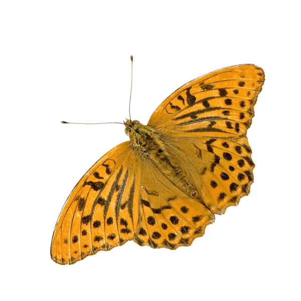 Zilveren gewassen parelmoervlinder vlinder — Stockfoto