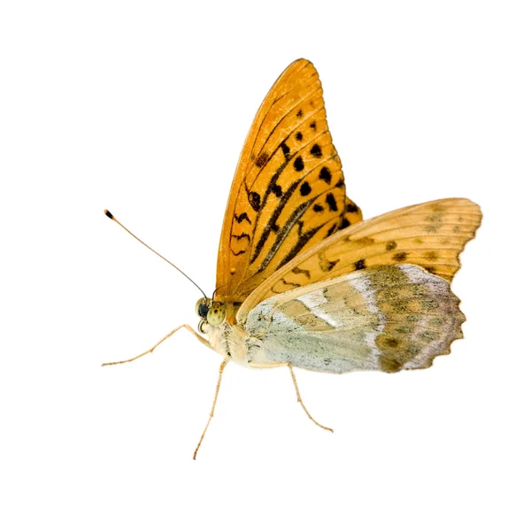 Srebrny myje malinowiec motyl — Zdjęcie stockowe