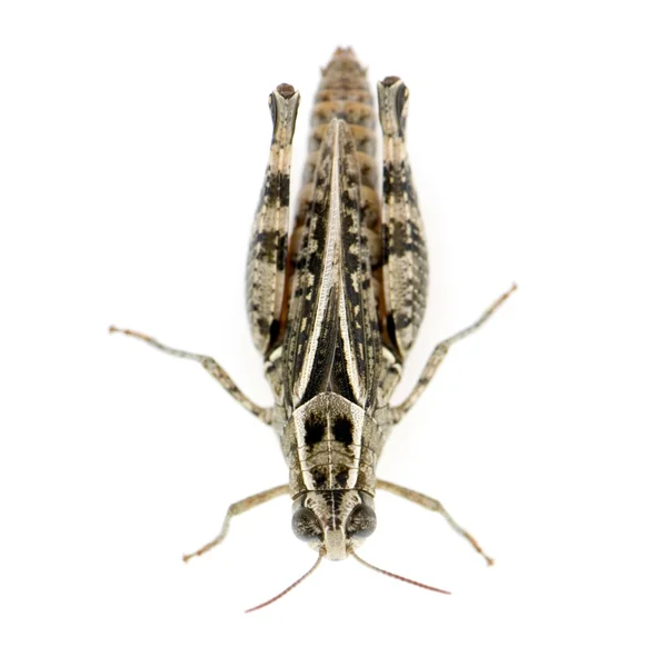 Red-legged Grasshopper — Stock Photo, Image