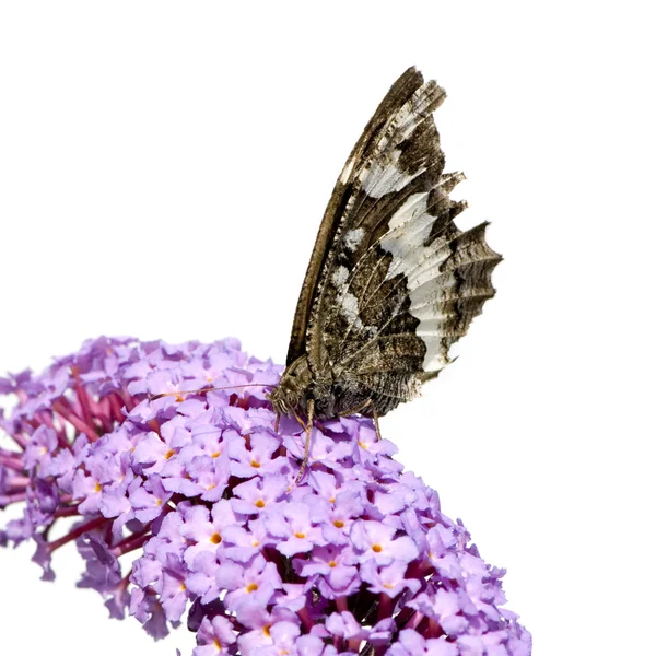 Motýl na květině — Stock fotografie