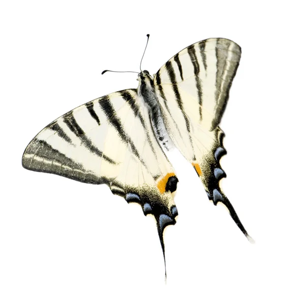 흰 꼬리 나비 — 스톡 사진