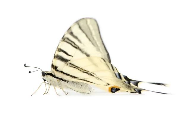 Motyl jaskółczy — Zdjęcie stockowe