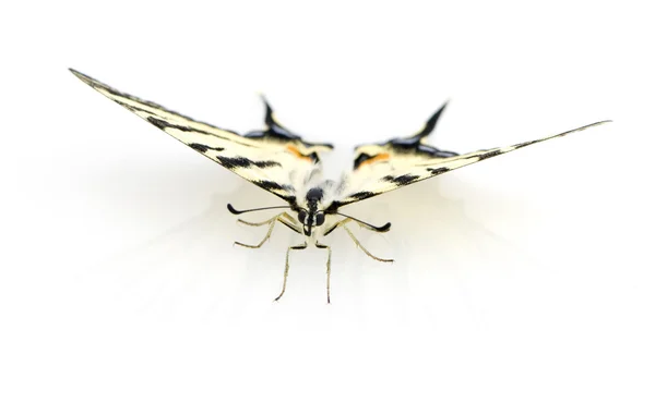 Motýl vlaštovčí — Stock fotografie