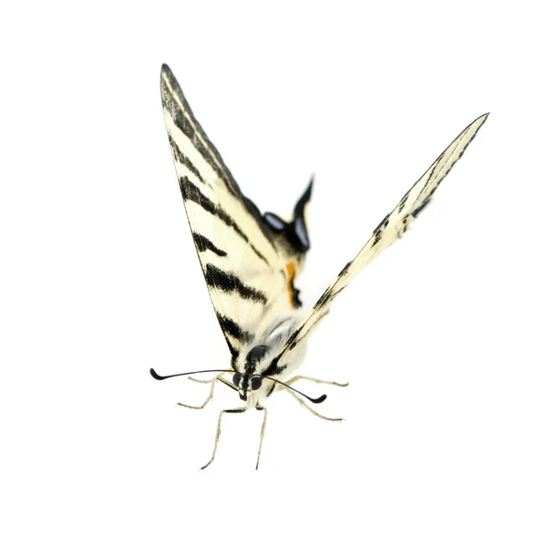 Swallowtail vlinder — Stockfoto