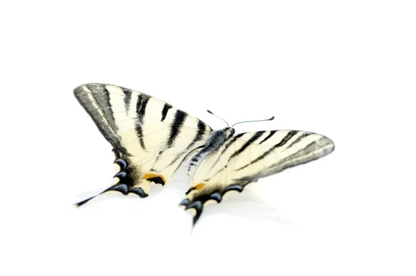 Kırlangıç Kelebek — Stok fotoğraf