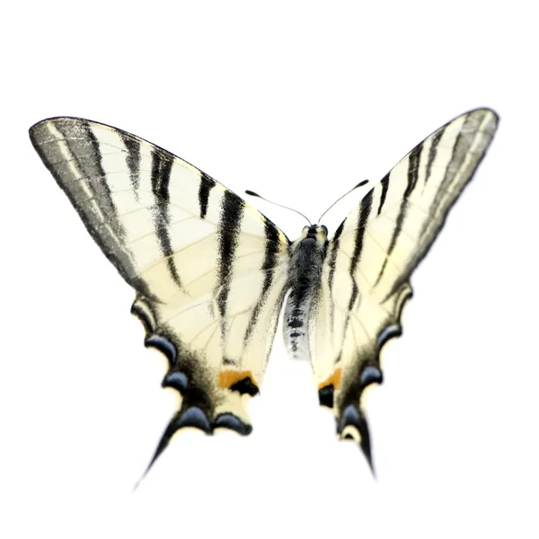 Mariposa cola de golondrina —  Fotos de Stock