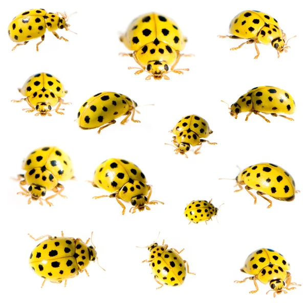 Collection of 22 spot ladybird in different positions — Stock Photo, Image