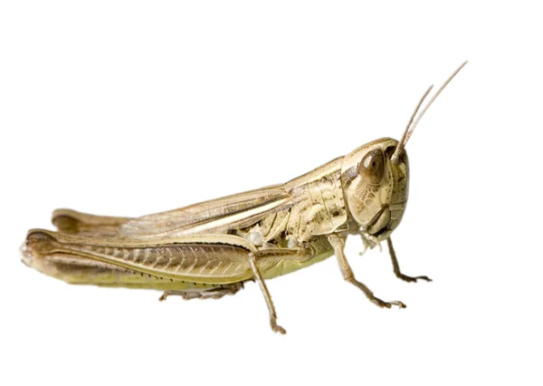 Grasshopper prado — Foto de Stock