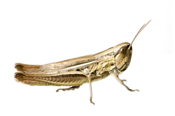 Meadow Grasshopper — Stock Photo, Image