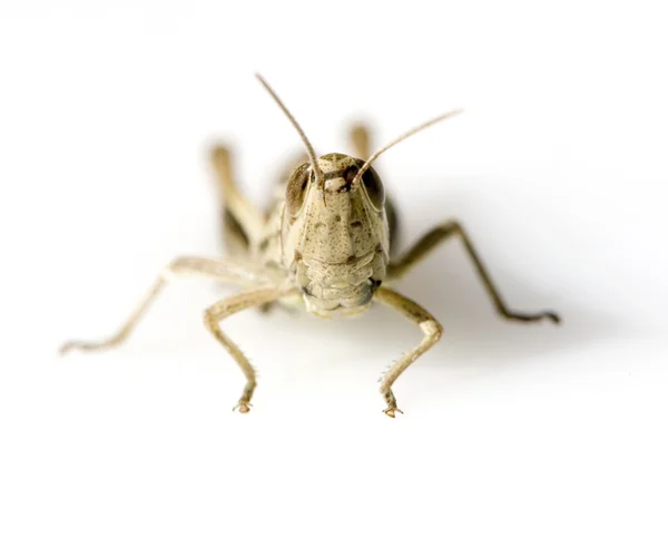 Luční kobylka — Stock fotografie
