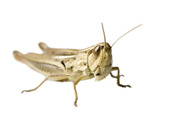 Meadow Grasshopper — Stock Photo, Image