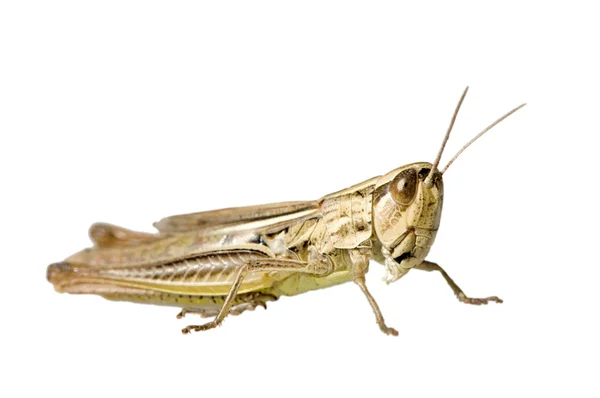 Gafanhoto migratório, Locusta migratoria, isolado em branco fotos