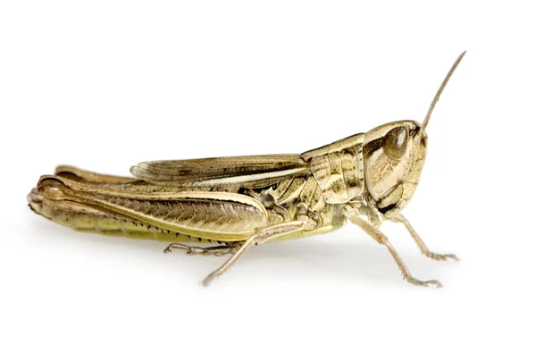 Grasshopper prado —  Fotos de Stock