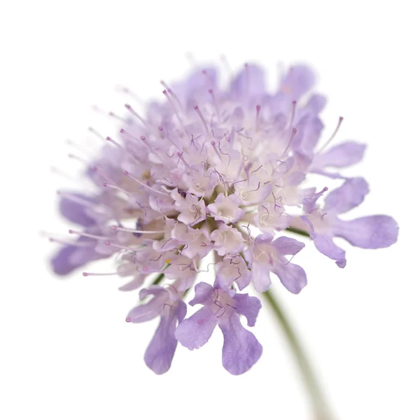 Flor violeta — Foto de Stock