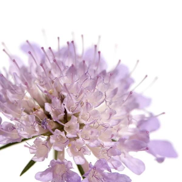 Veilchenblüte — Stockfoto