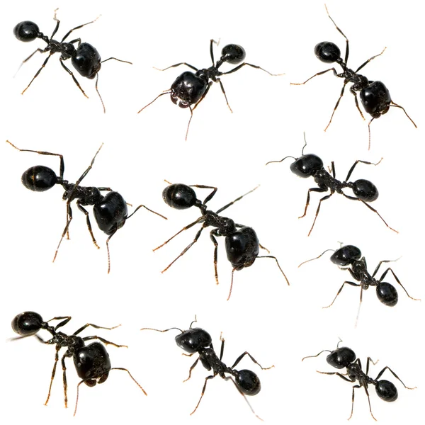 10 чёрных муравьев — стоковое фото