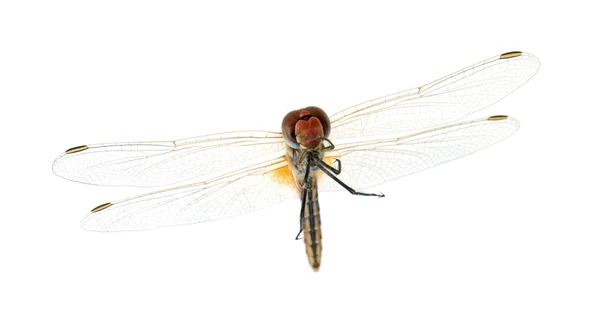 Drangonfly - Sympetrum fonscolombei — Stock Photo, Image