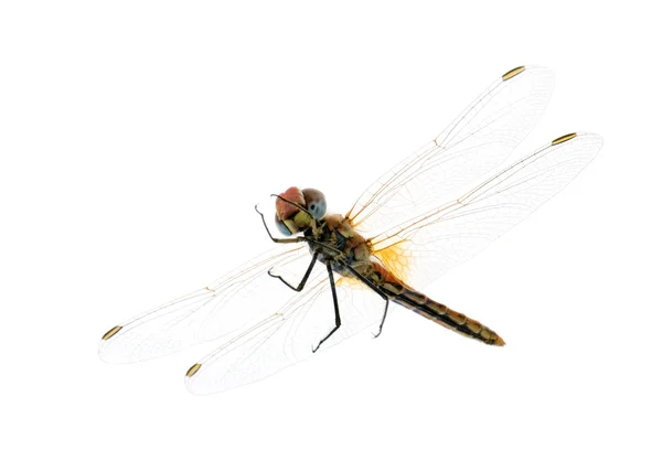 Drangonfly - Sympetrum fonscolombei — Stock Fotó