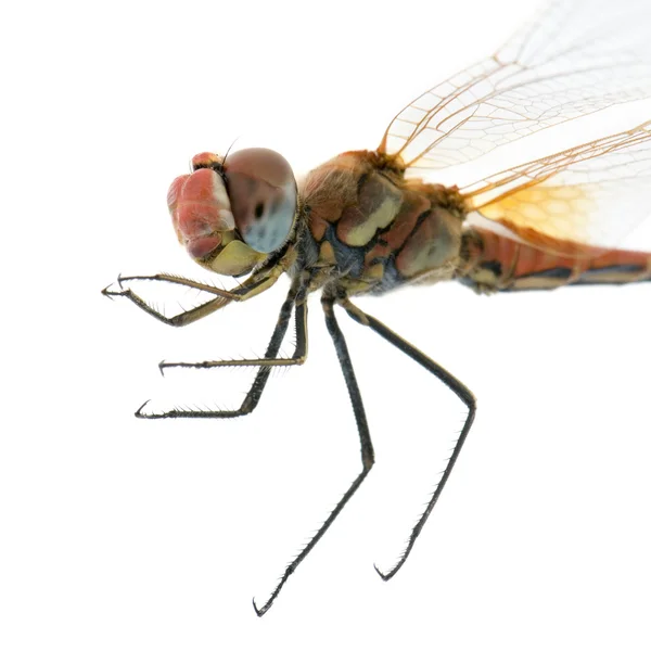 Drangonfly - Sympetrum fonscolombei — стокове фото