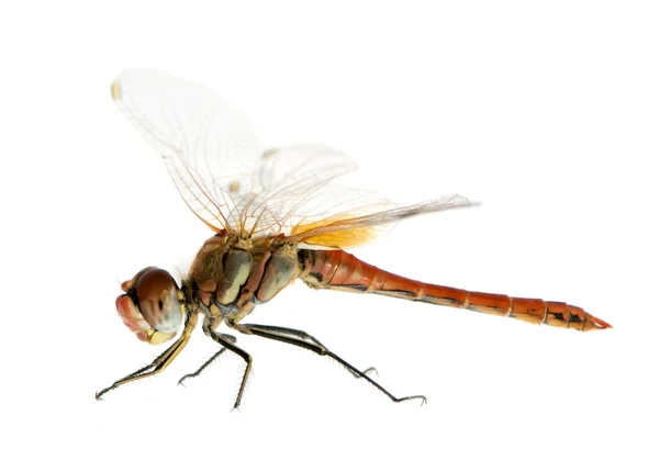Drangonfly-Sympetrum fonscolombei — 스톡 사진