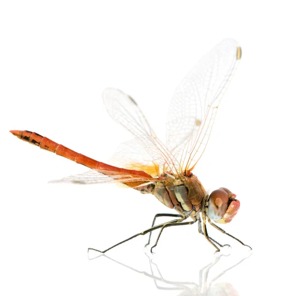 Drangonfly - Sympetrum fonscolombei — Stockfoto