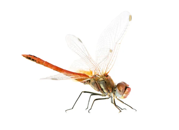 Drangonfly-sympetrum fonscolombei — 图库照片
