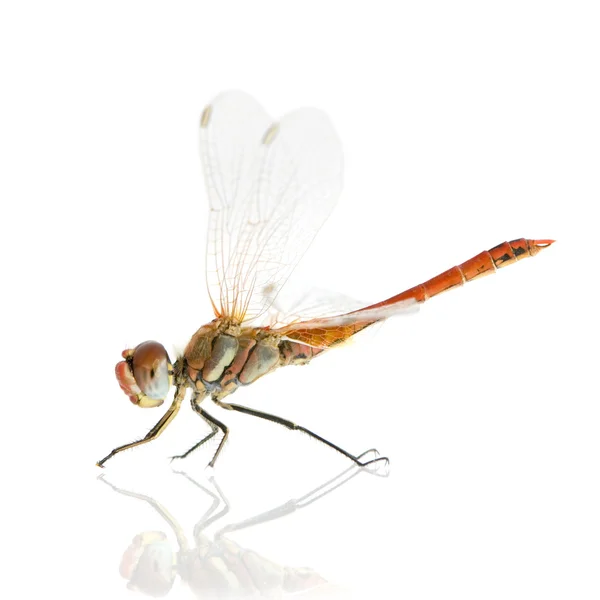 Drangonfly - Sympetrum fonscolombei — Stock Photo, Image
