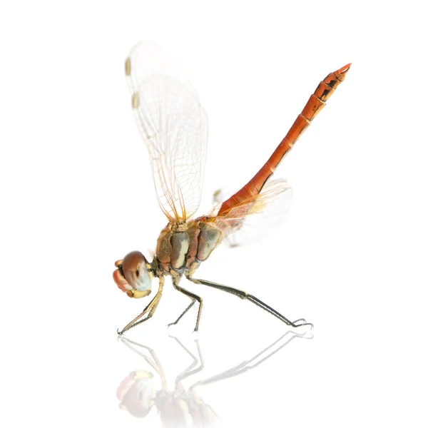 Drangonfly-Sympetrum fonscolombei — 스톡 사진