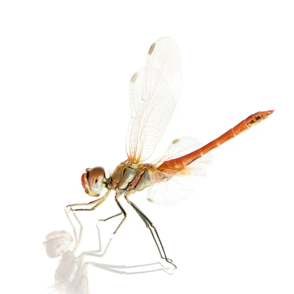 Drangonfly-sympetrum fonscolombei — 图库照片