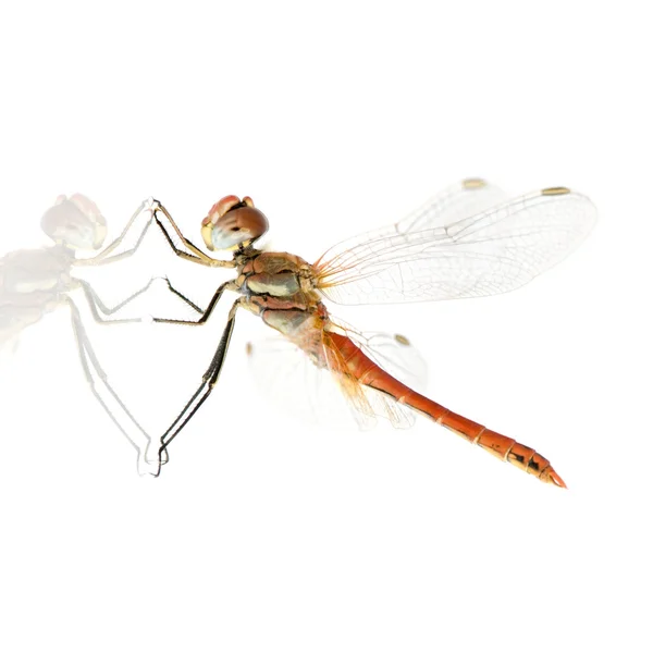 Drangonfly - Sympetrum Scolombia — стоковое фото