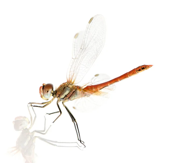 Drangonfly - fonscolombei de sympetrum — Fotografia de Stock