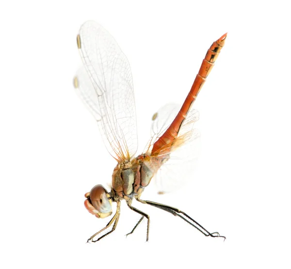 Drangonfly - fonscolombei de sympetrum — Fotografia de Stock