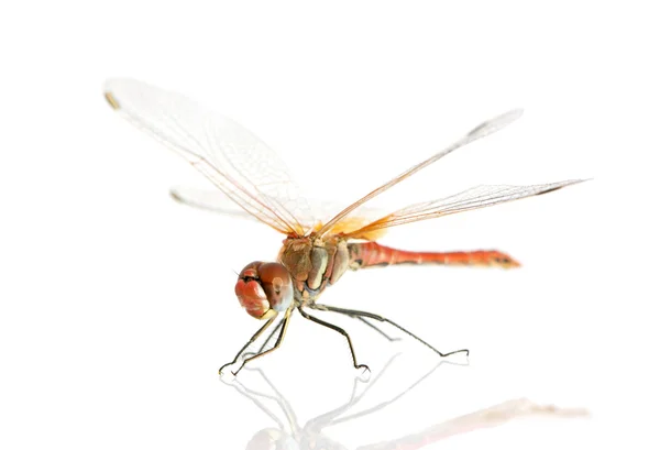 Drangonfly - Sympetrum fonscolombei — Φωτογραφία Αρχείου