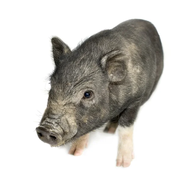 Cross-bread vietnamese potbellied pig with wild boar — Stock Photo, Image