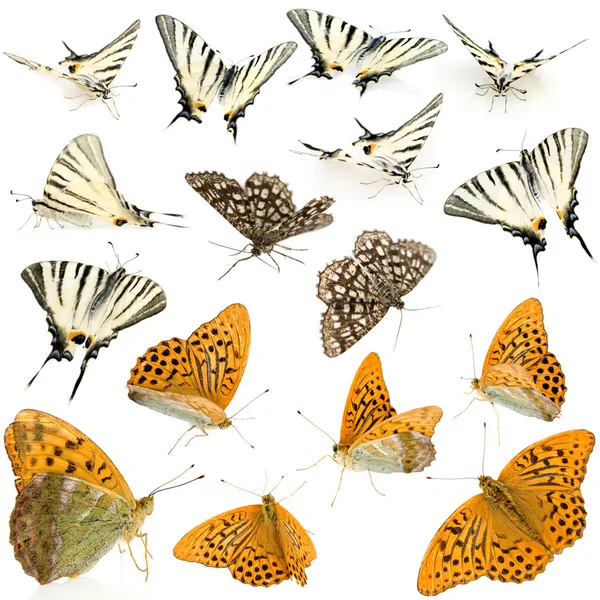 16 vlinders — Stockfoto